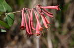 Trumpet honeysuckle